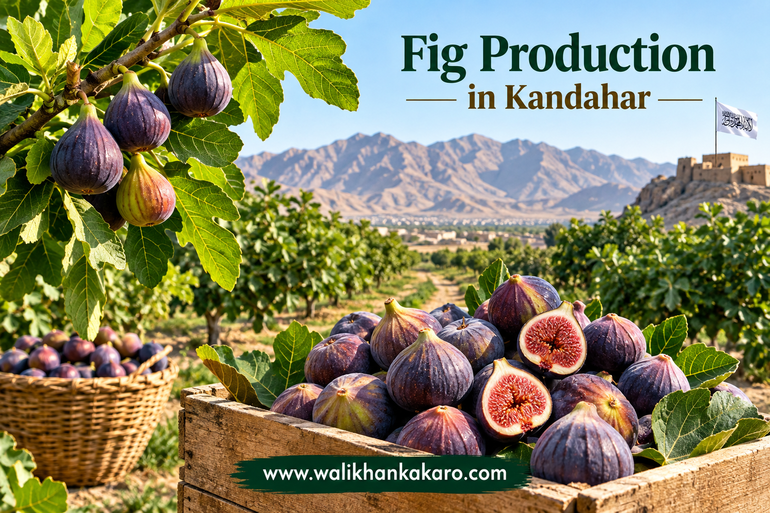 Fig Production in Kandahar